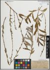 Foto von Salix purpurea L.